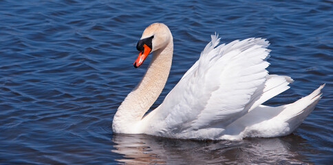 The mute swan male bird on the water, Cygnus olor, copy space