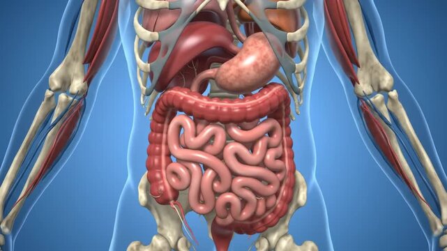 Anatomy of Human Digestive System with Medical Illustration, and 3D Render on Blue Background.