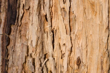 Natural texture of tree bark showcasing intricate patterns and colors in a forested area during bright daylight hours