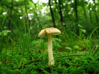 Amanita melleiceps, known as Pari Beoseot in Korea, toxic mushroom in the Amanita genus. The cap measures 3 to 6 cm, yellow brown, dome shaped when young and flat when mature.