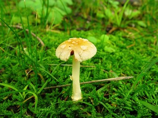 Amanita melleiceps, Pari Beoseot poisonous mushroom with small yellow brown cap, dome shaped at first then flattening, a toxic member of Amanita genus.