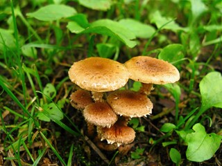 Pholiota terrestris, Ttangbineul Beoseot mushroom in Pholiota genus, saprophytic species growing in soil and grass, forming clusters that decompose forest litter.