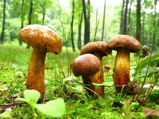 Geumul Beoseot, named for the net-like pores under the cap, includes Boletus edulis, the edible porcini, and Suillus bovinus. Scientific names combine genus and species. Photographed in Korea.