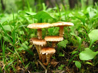 Close-up of Pholiota terrestris, called Ttangbineul Beoseot in Korea, showing scaly cap and slender stem. This saprophytic mushroom grows in soil or grass from spring to autumn. Photographed in Korea.
