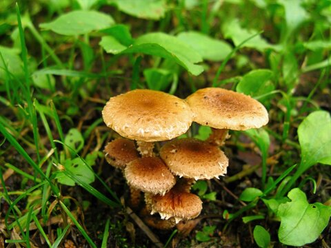 Pholiota terrestris, Ttangbineul Beoseot mushroom with scaly brown cap and long stem, a saprophytic fungus growing in clusters on soil from spring to autumn. Photographed in Korea.