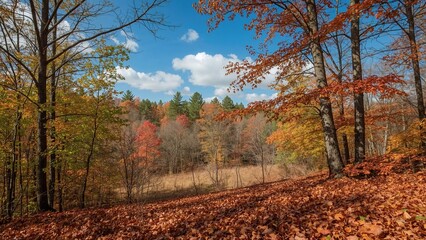 Fototapeta premium Vibrant fall leaves covering woodland trees