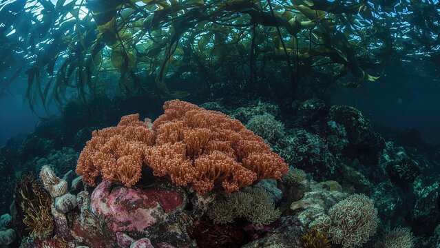 Vibrant sponges and diverse invertebrates attached to rocky surfaces beneath a kelp canopy