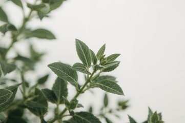 Detailed view of small green leaves