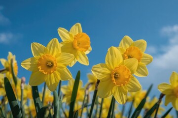 Fototapeta premium Detailed shot of bright yellow narcissus blooms with a clear sky background