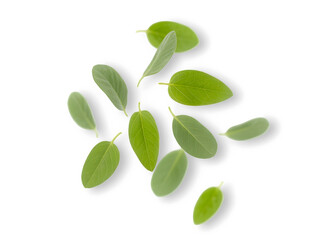 Green leaves floating on transparent background.