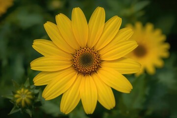Obraz premium Detailed view of a yellow inula bloom with pollen on petals during spring