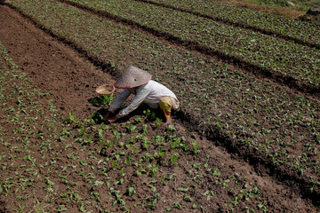 Organic Farming Concept: Farmer Working in Vegetable Garden