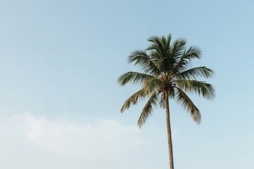 Empty sky background with a lone coconut palm tree and space for text