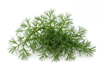 Fresh dill bunch isolated on a white background