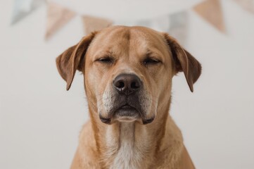 Obraz premium Chill, cunning dog expression with eyes shut