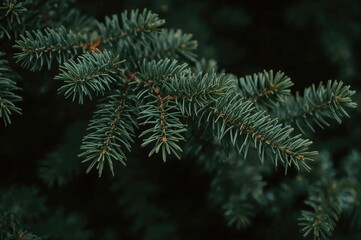 Detailed view of lush green pine twigs with delicate needles, suggesting the aroma of a woodland.