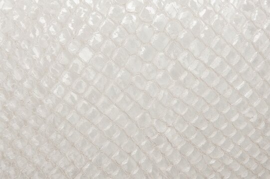 Close-up of luminous white python scales, showcasing reptile skin texture as a backdrop