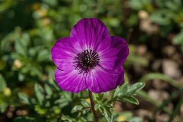 Gorgeous Purple Anemone Coronaria Bloom in Spring