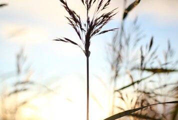 Photo with plant in the evening sunset sunshine beautiful picture simple minimalism style nature