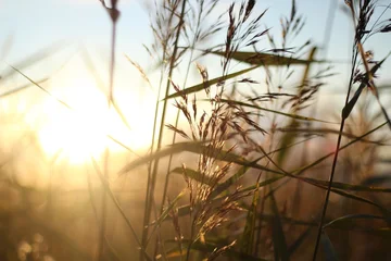 Fototapete Sonnenuntergang Photo with plant in the evening sunset sunshine beautiful picture simple minimalism style nature  © Elena K