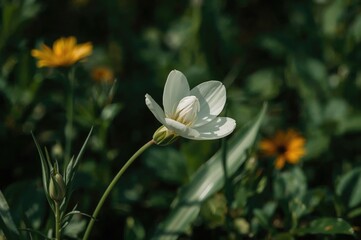 Stunning white flower shot vertically with precise focus in a garden setting