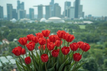 Gorgeous scarlet tulips blooming vibrantly