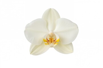Stunning vanilla blossom against a plain white backdrop