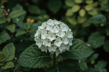 Gorgeous white hortensia blossoms thriving in a garden setting