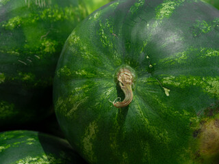 organic watermelons at market
