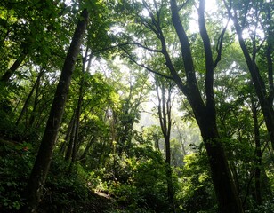 Lush forest canopy with sunlight filtering through