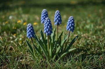 Springtime blue blooms of grape hyacinth