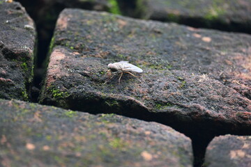 Hybomitra expollicata or striped horsefly. It is a palearctic species of horse fly in the family tabanidae.