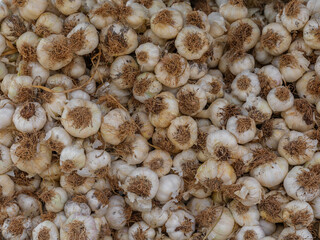 fresh organic garlic close-up