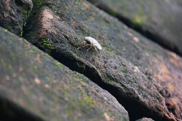Hybomitra expollicata or striped horsefly. It is a palearctic species of horse fly in the family tabanidae.