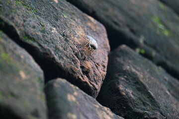 Hybomitra expollicata or striped horsefly. It is a palearctic species of horse fly in the family tabanidae.
