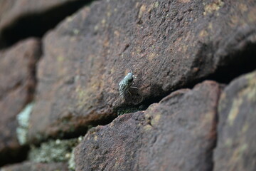 Hybomitra expollicata or striped horsefly. It is a palearctic species of horse fly in the family tabanidae.