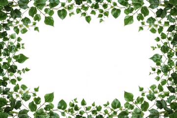 Edge of a leafy green indoor Cissus branch against a white backdrop