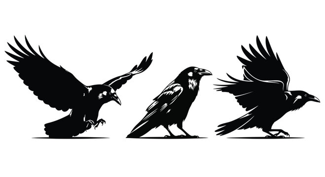 Three black crows in dynamic poses flight perching and taking off silhouette art vector