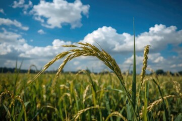 Close-up view of rice stalks against a clear blue sky