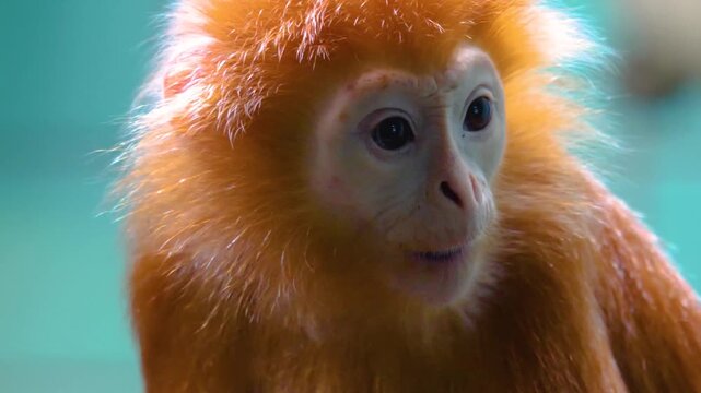 Close up of a javan lutung monkeyhead looking around on around on a sunny day