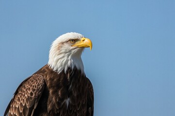 Fototapeta premium Alert Eagle