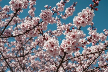 Delicate pink flowers blooming on tree branches against a bright blue sky during a sunny spring day, showcasing nature's renewal and vibrant growth.