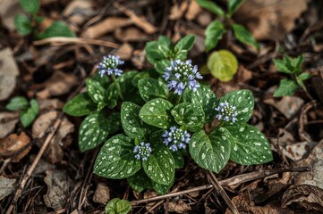 Wild lungwort flowers blossoming in early spring forest setting with natural textures and foliage