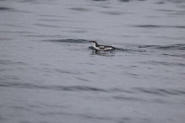 Naklejka premium The long-billed murrelet (Brachyramphus perdix) is a small seabird from the North Pacific. This photo was taken in Japan.