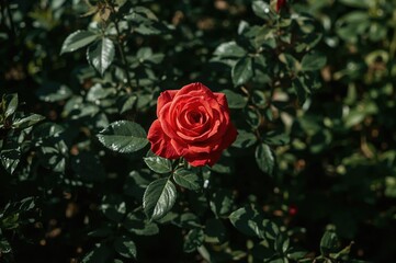 Stunning red rose blossoming amidst lush green foliage in a vibrant garden setting