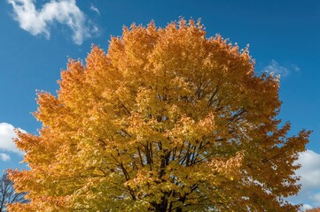 Fototapeta premium Gorgeous autumn leaves on a maple tree changing color