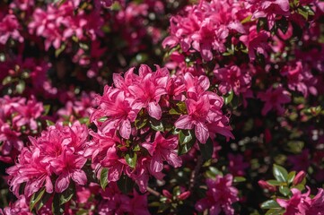 Gorgeous blooming twigs adorned with pink azalea flowers