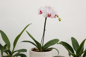 Exquisite uncommon potted orchid with a floral backdrop, showcasing nature's elegance in spring