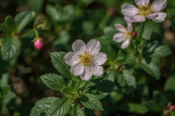 Fototapeta premium Gorgeous Flowers Blooming in the Season of Spring
