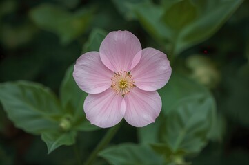 Obraz premium Close-up of a vibrant pink blossom in a lush garden setting